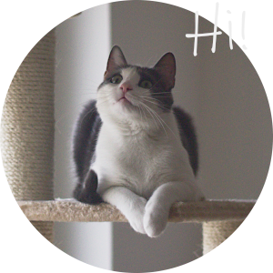 Max, the lucky cat